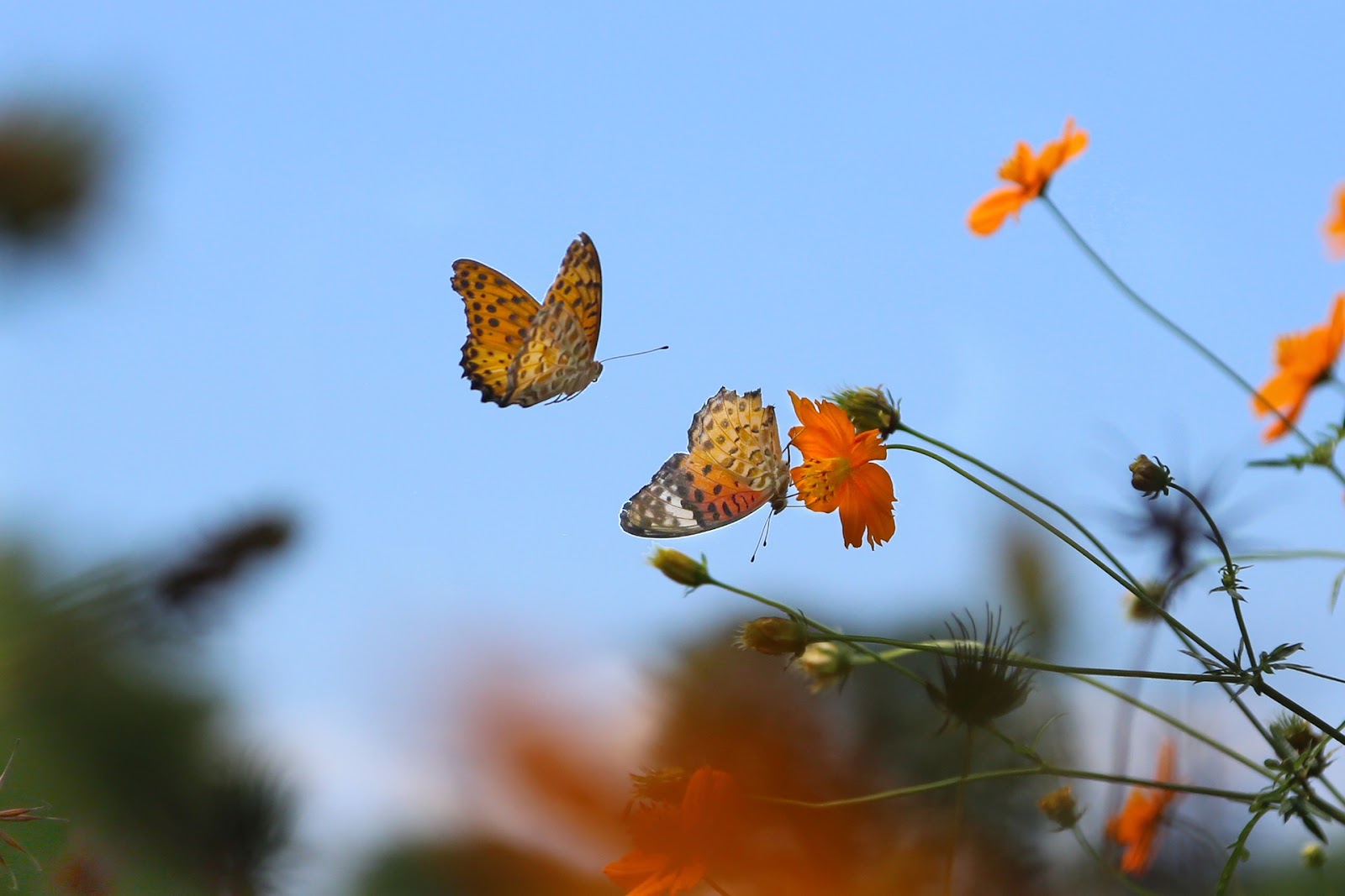Vẻ đẹp của con bướm tự nhiên bay
