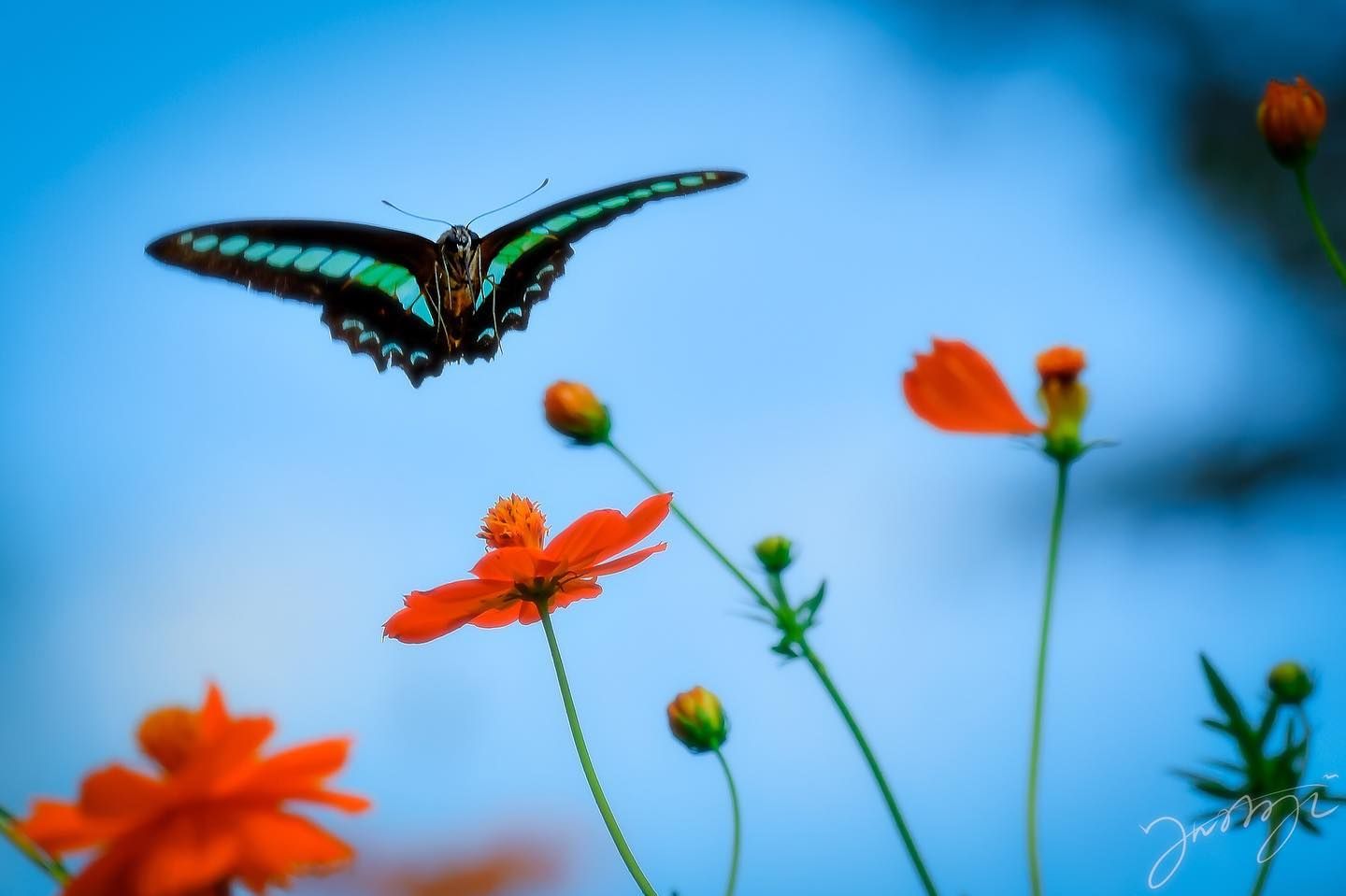 Hình ảnh con bướm đang bay trên những bông hoa