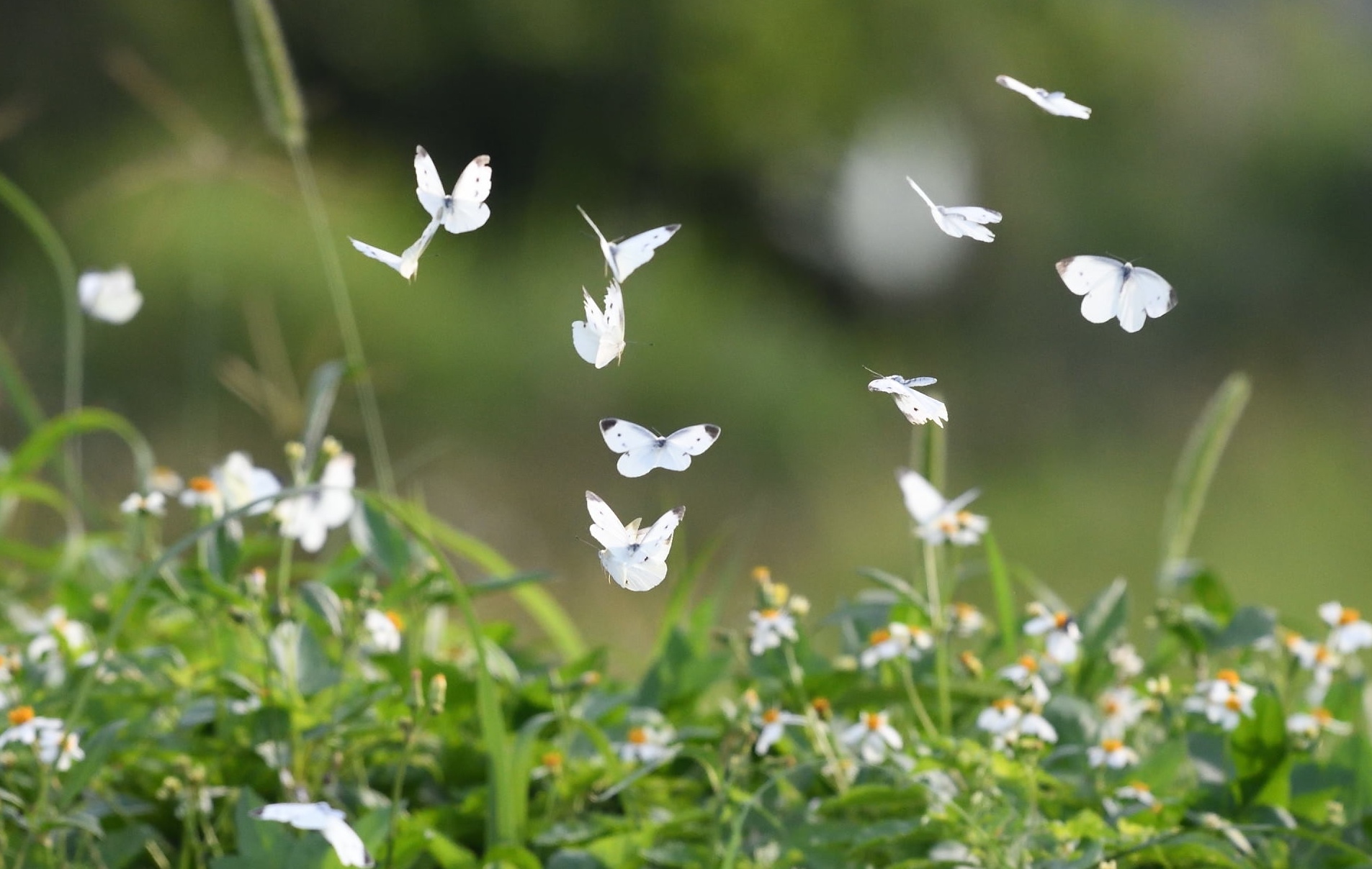 Hình ảnh con bướm đang bay tự nhiên đẹp nhất
