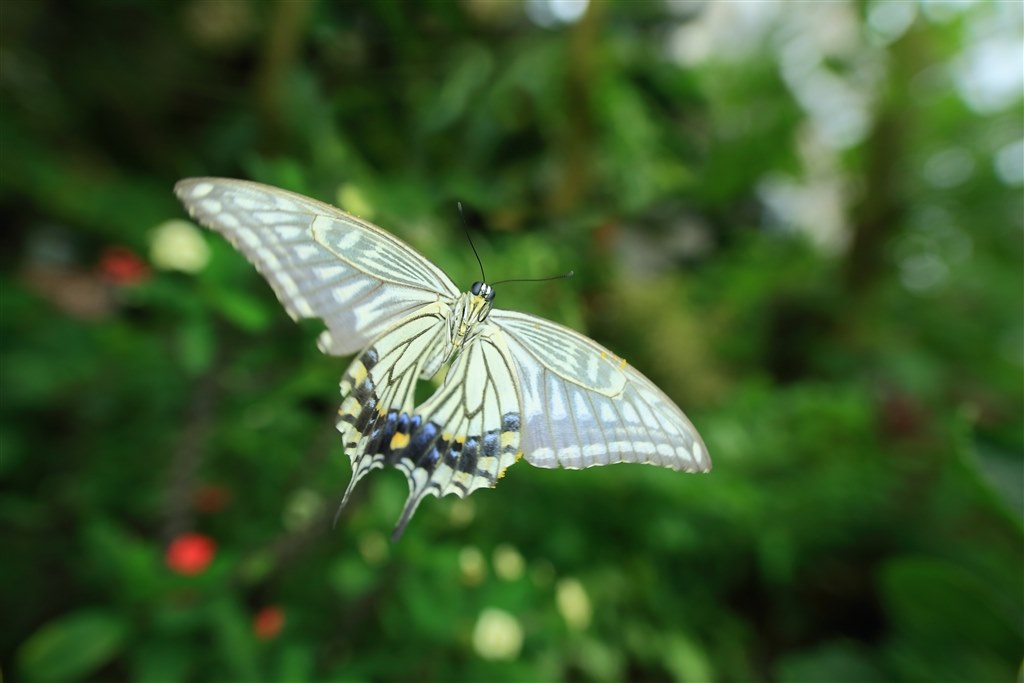 Hình ảnh con bướm sải cánh bay