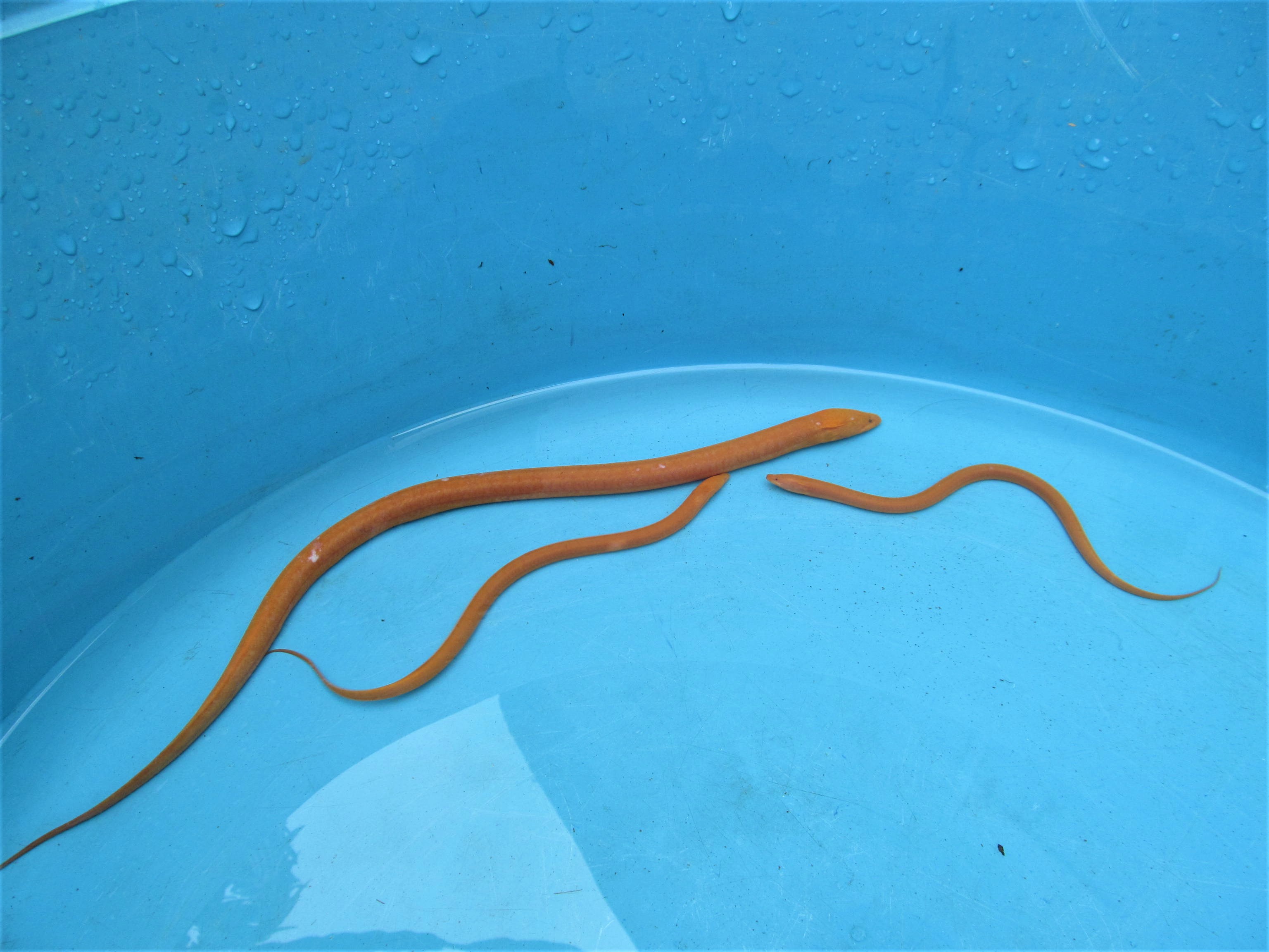 Hình ảnh con lươn có màu lạ