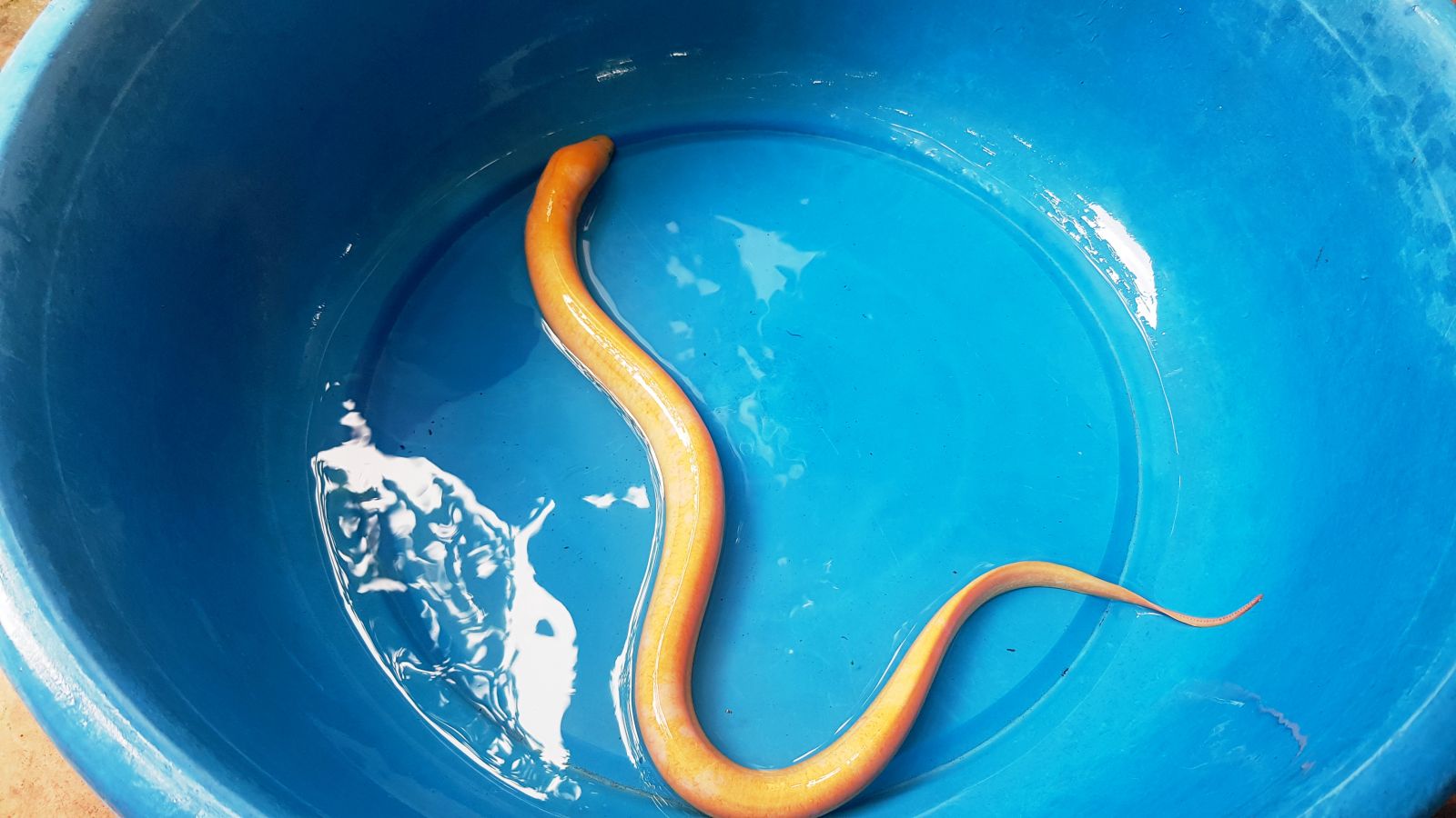 Hình ảnh con lươn màu vàng toàn thân