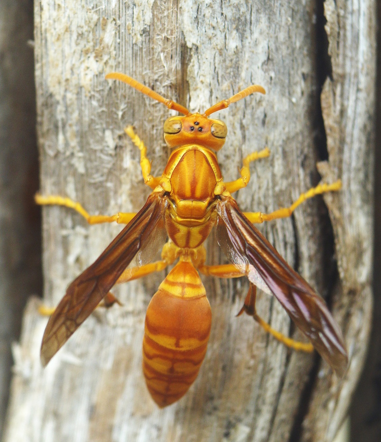 Hình hình họa con cái ong vàng bám thân thích cây