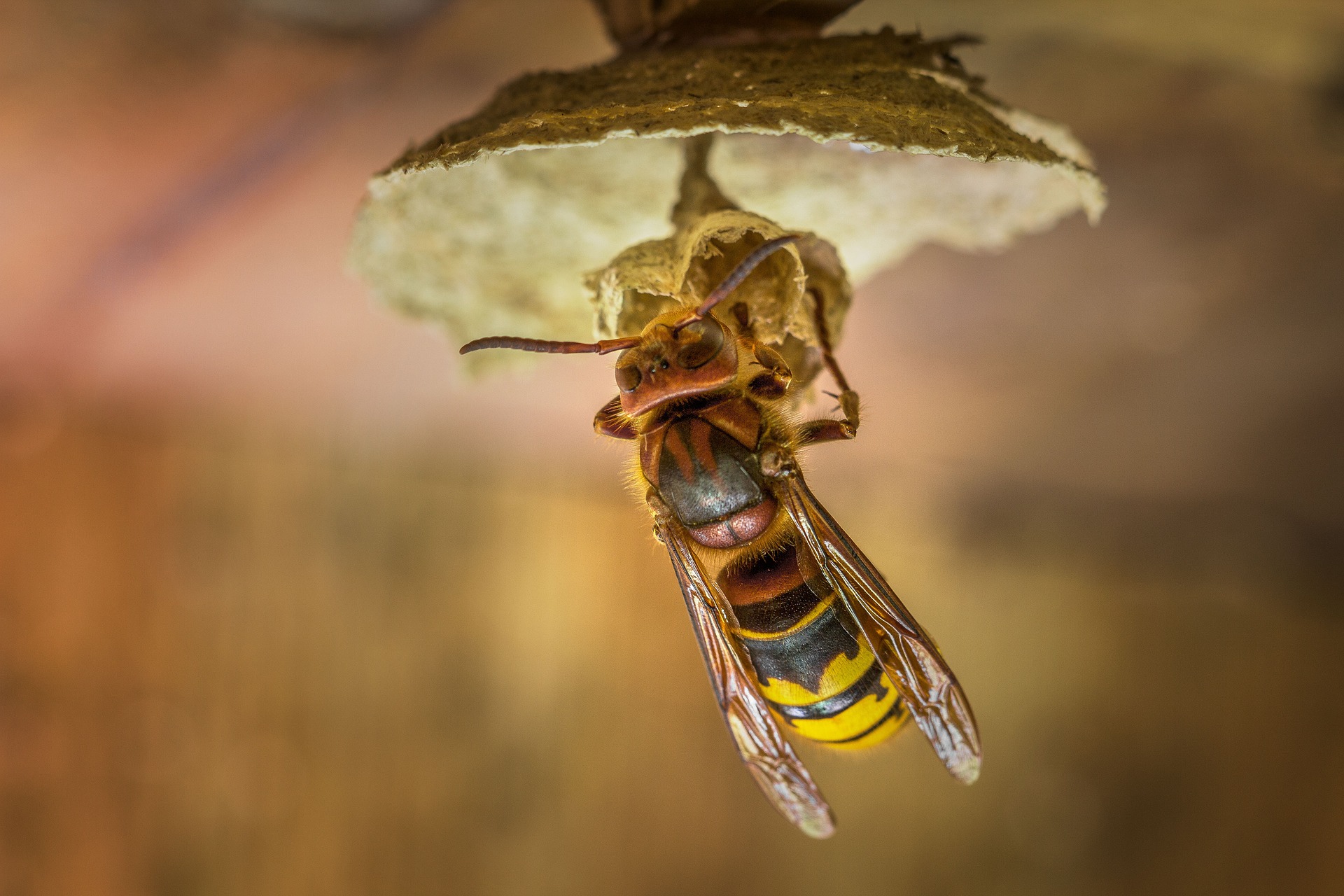 Hình ảnh con ong vàng bắt đầu làm tổ