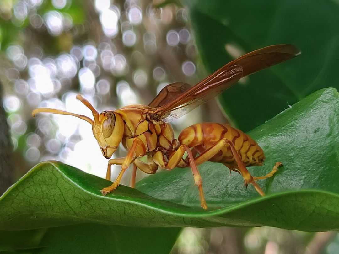 Hình ảnh đẹp về ong vàng
