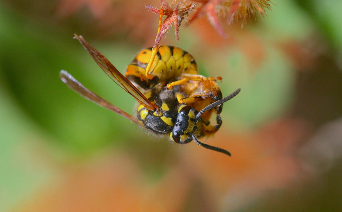Một bức chân dung đẹp và nghệ thuật của ong vàng