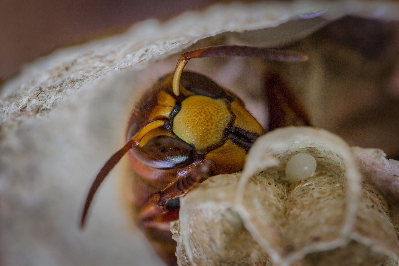 Hình ảnh con ong vàng ngoài tự nhiên