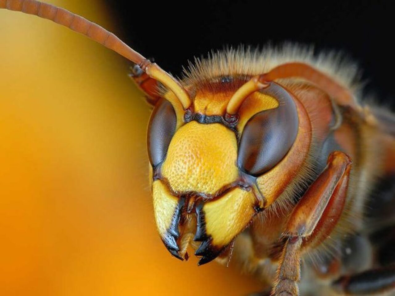 Hình ảnh con ong vàng ngầu nhất