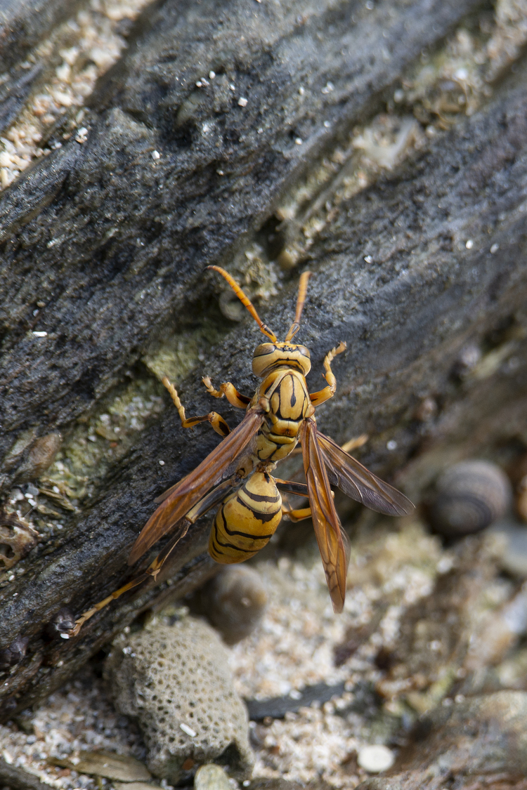 Hình ảnh của một con ong vàng trong tự nhiên