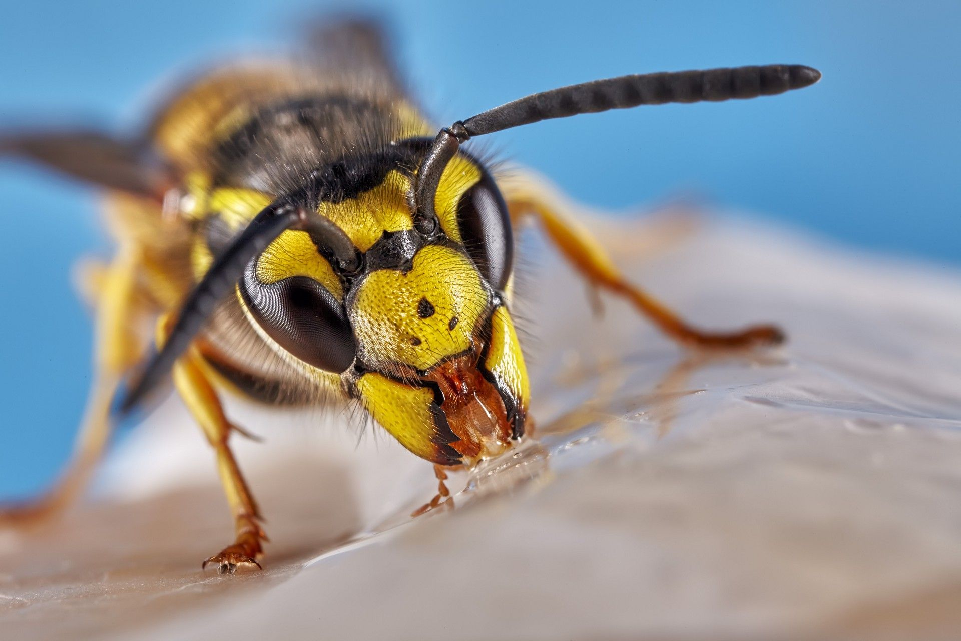 Hình hình họa con cái ong vàng sống động đẹp mắt nhất
