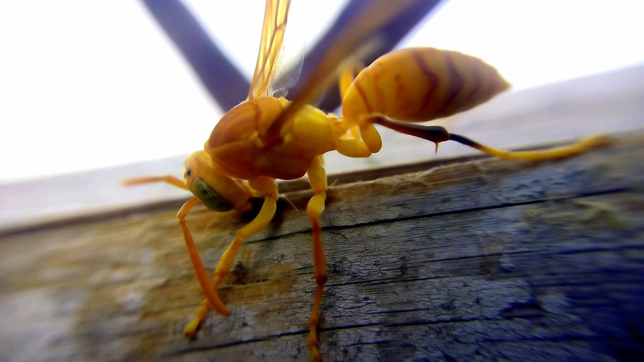 Hình hình họa con cái ong vàng chân thật đẹp mắt nhất