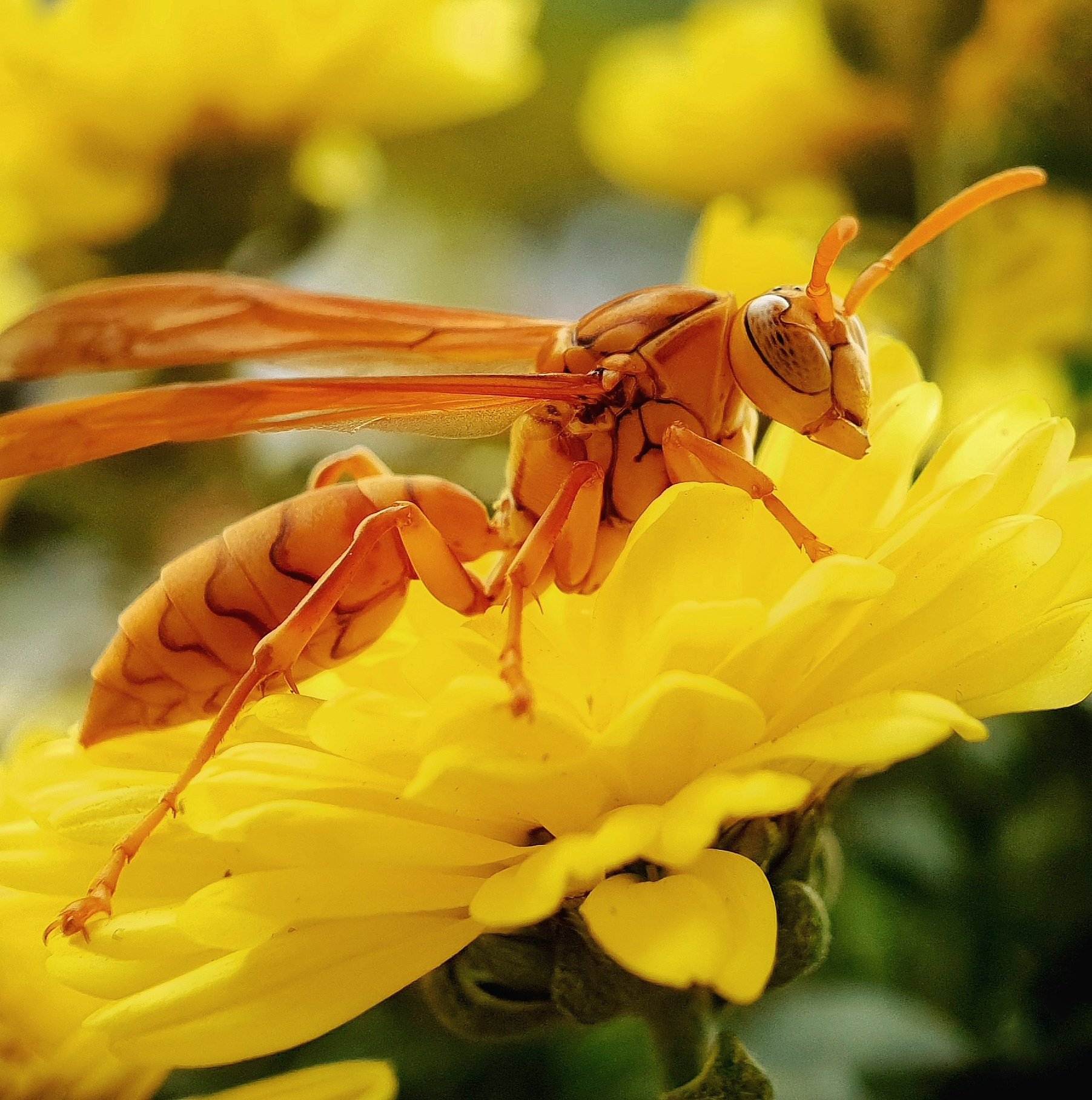 Hình hình họa con cái ong vàng bên trên hoa cúc