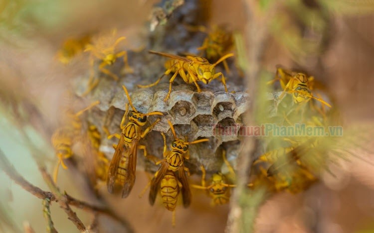 Hình hình họa con cái ong vàng tuyệt đẹp