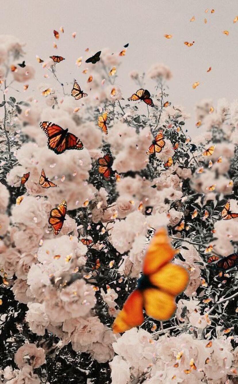Hình ảnh đàn bướm bay trên vườn hoa