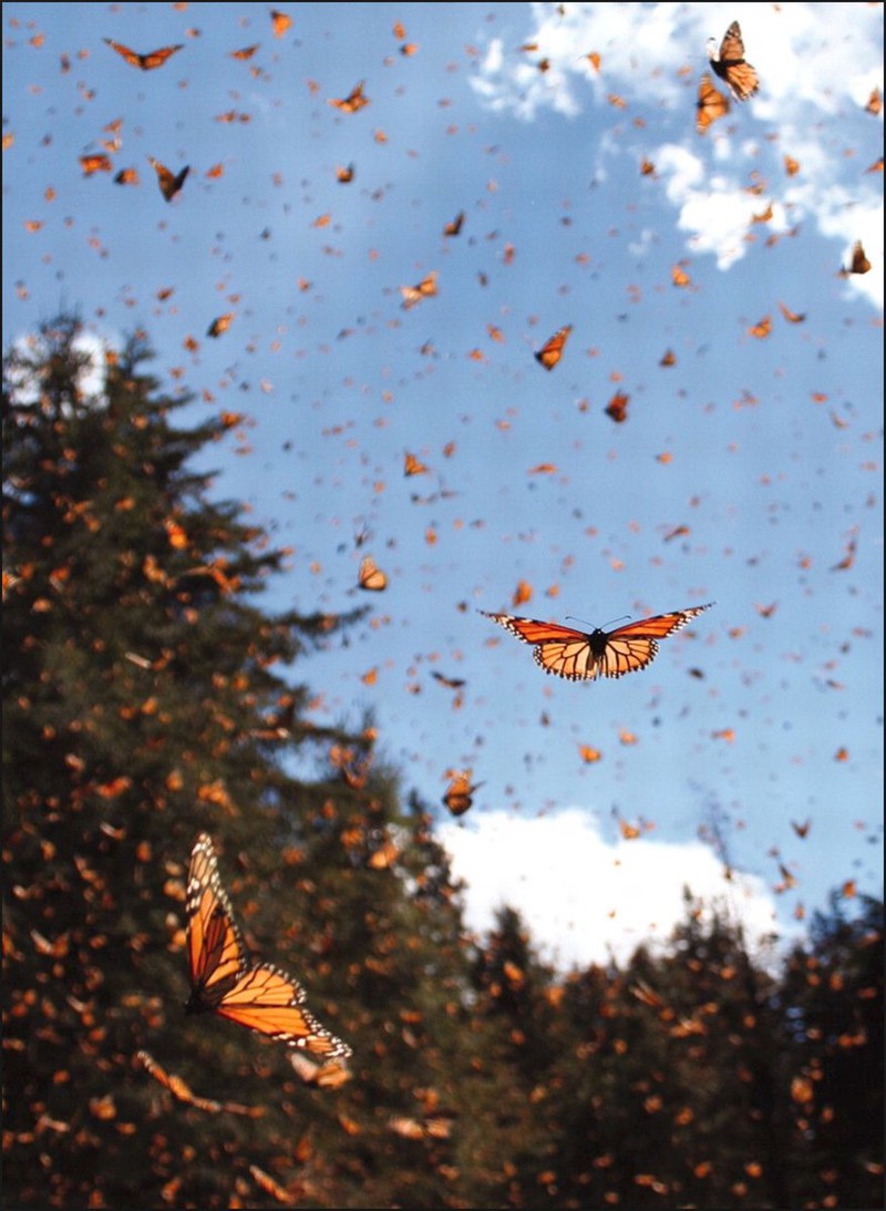 Hình hình ảnh đàn bướm vua tỏa nắng rực rỡ sắc color cất cánh rợp trời