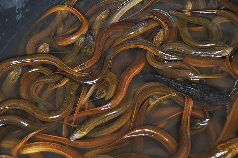 Hình ảnh đàn lươn