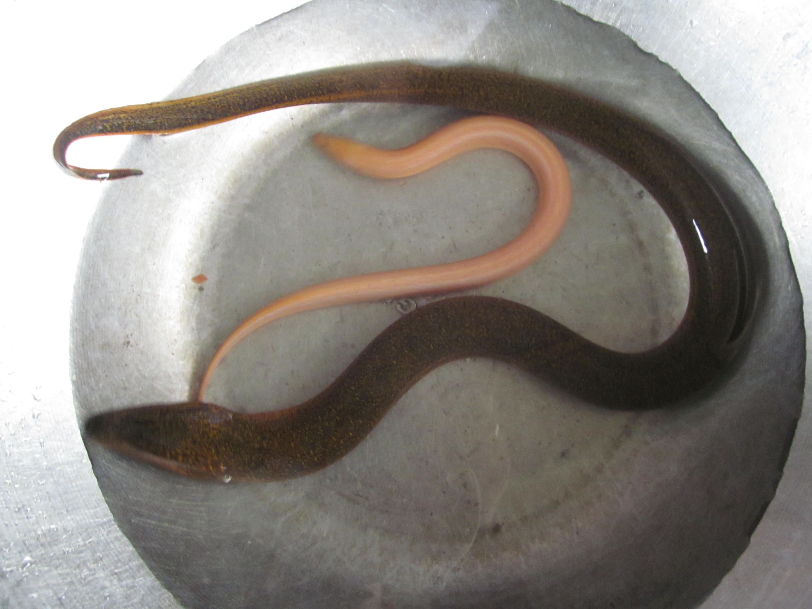 Hình ảnh đẹp của cặp đôi lươn