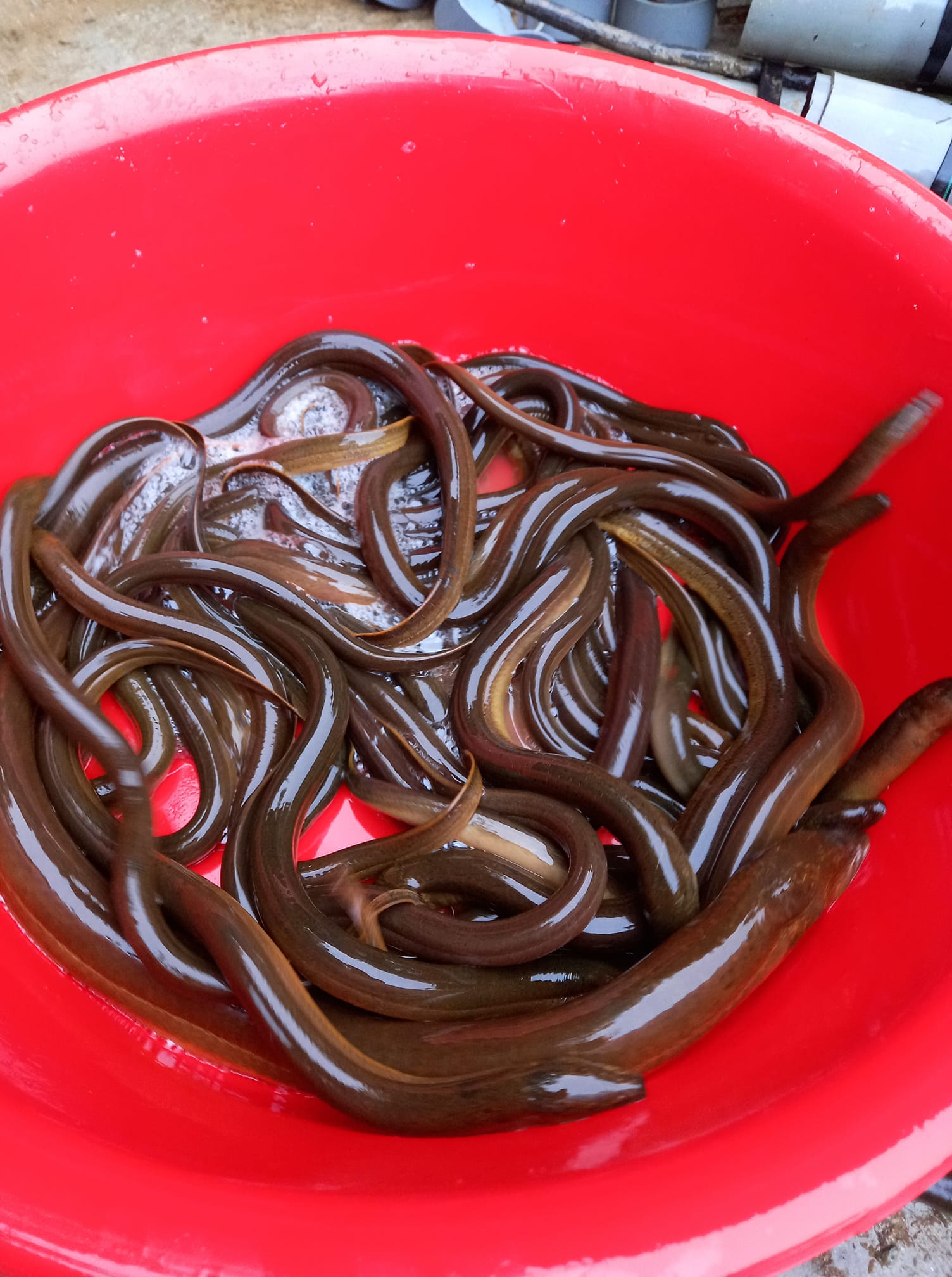 Hình ảnh lươn nuôi không bùn