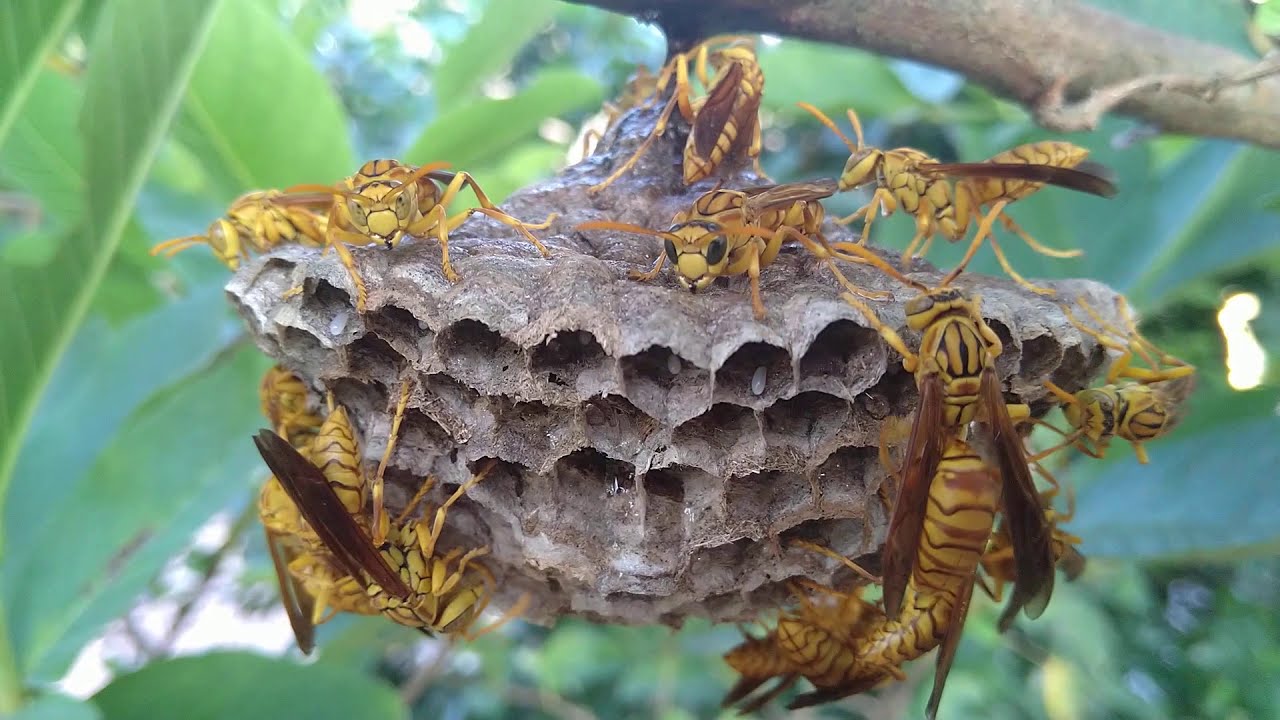 Hình hình họa tổ ong vàng mới mẻ xây