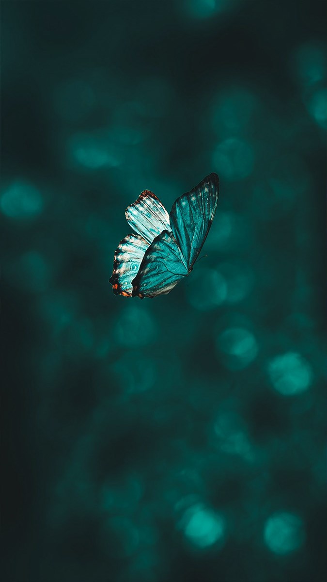 Hình nền con bướm đang bay