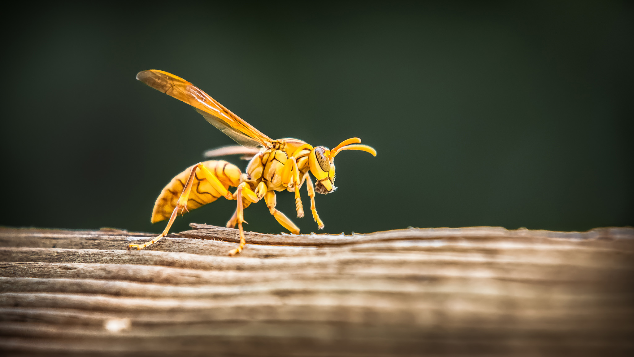 Wasp Punjab India Images