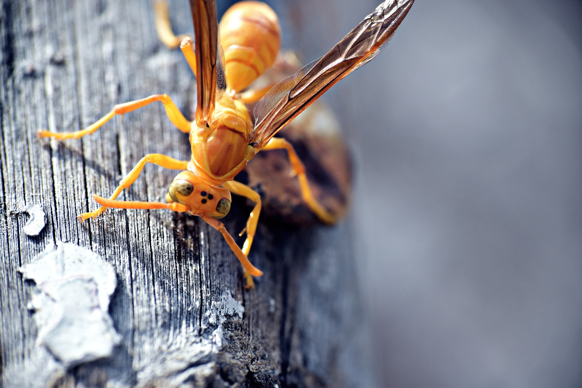 Yellow Paper Wasp Images