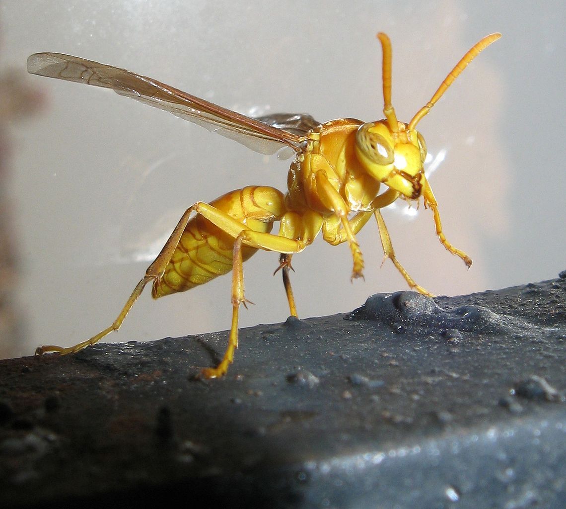 Hình ảnh của Wasp Punjab India