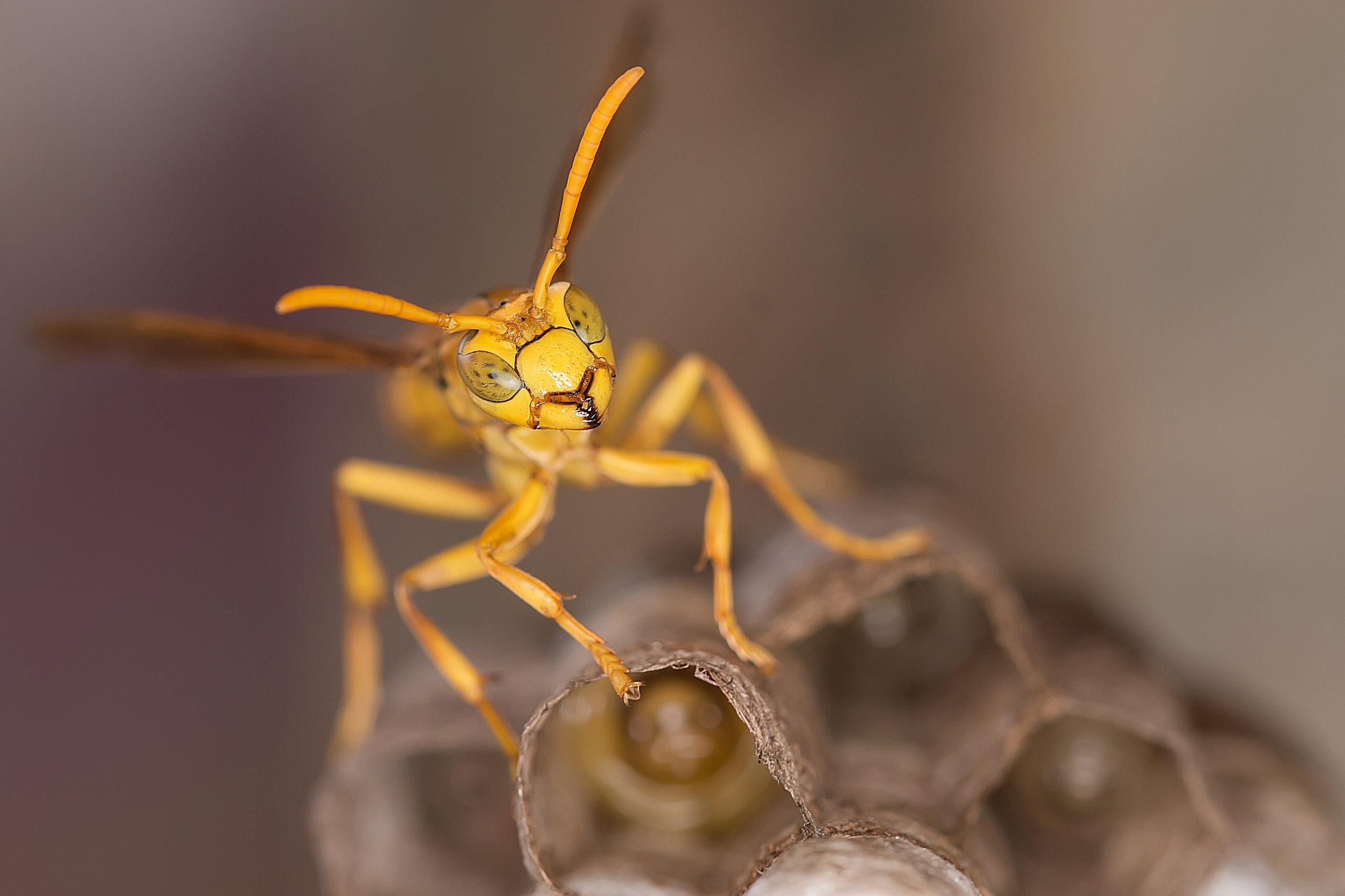 Yellow Paper Wasp Images