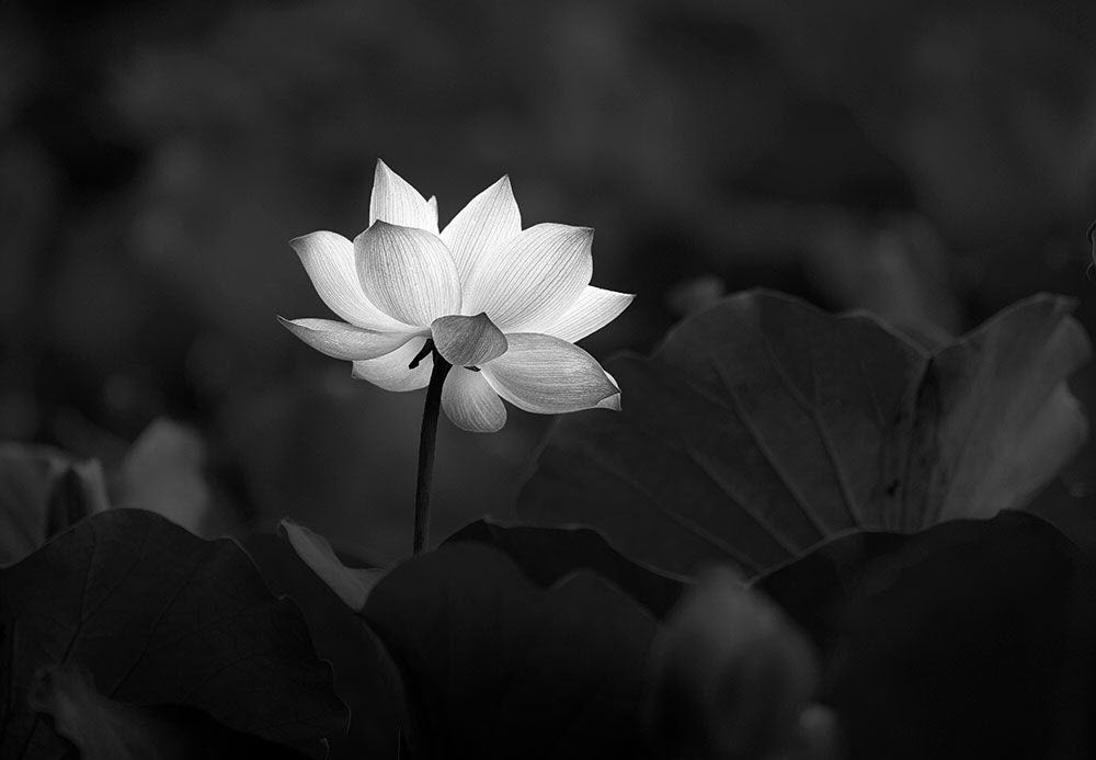 Hình hình ảnh hoa Sen White nền đen sạm rất đẹp nhất