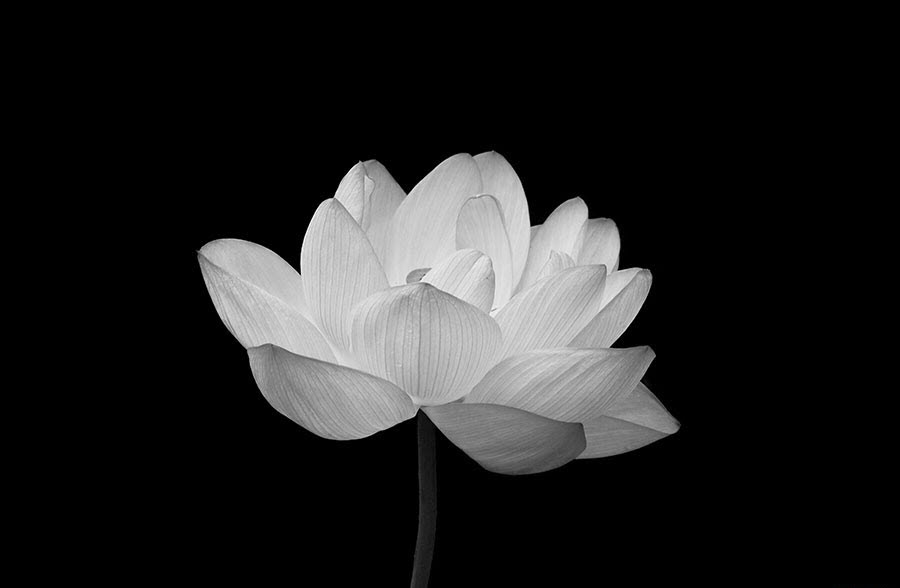 Hình hình họa hoa Sen white nền đen ngòm đẹp nhất nhất