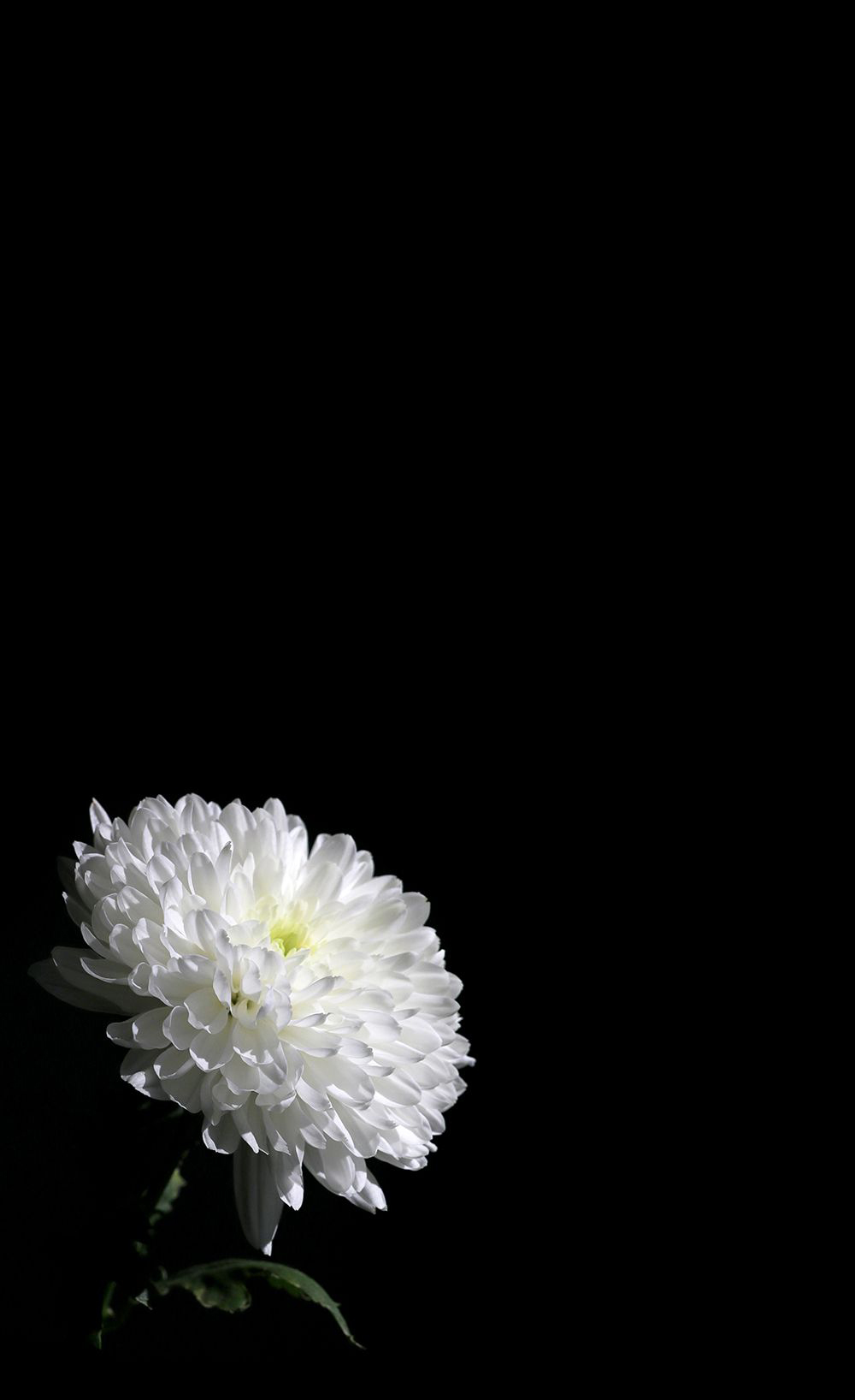 Ảnh hoa cúc đại đóa trắng nền đen