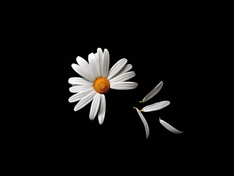 Ảnh hoa cúc trắng nền đen đơn độc đẹp nhất