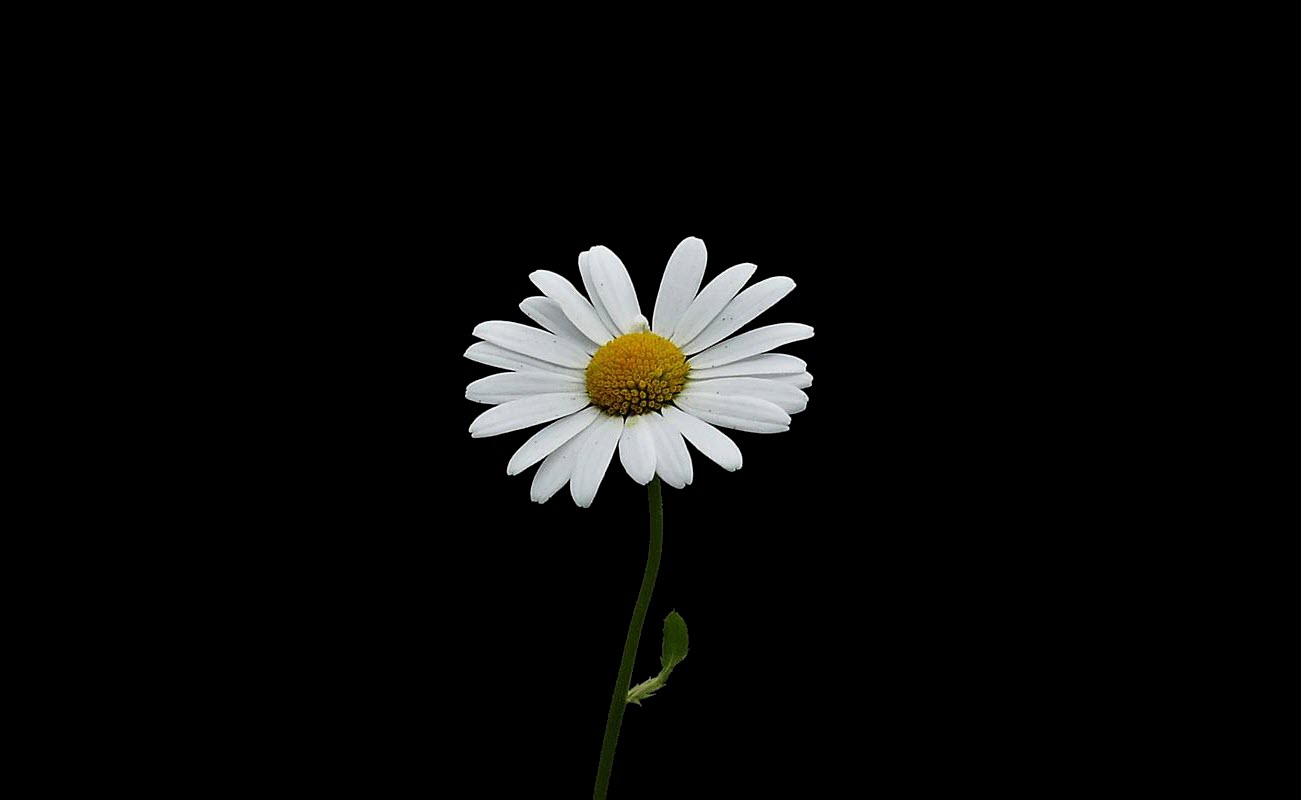 Ảnh hoa cúc trắng nền đen đơn giản