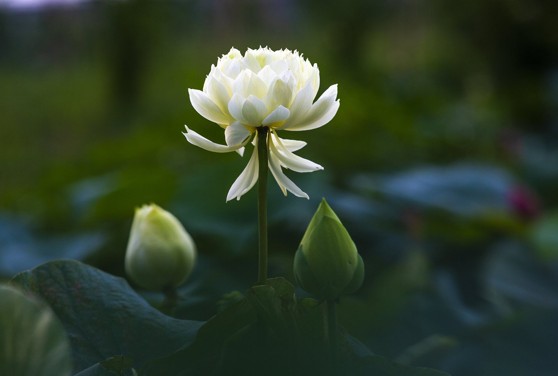 Ảnh hoa Sen white cực kỳ đẹp