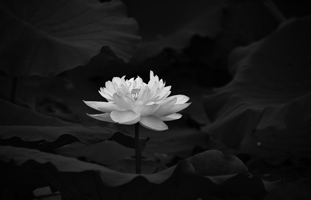 Ảnh hoa Sen white đen