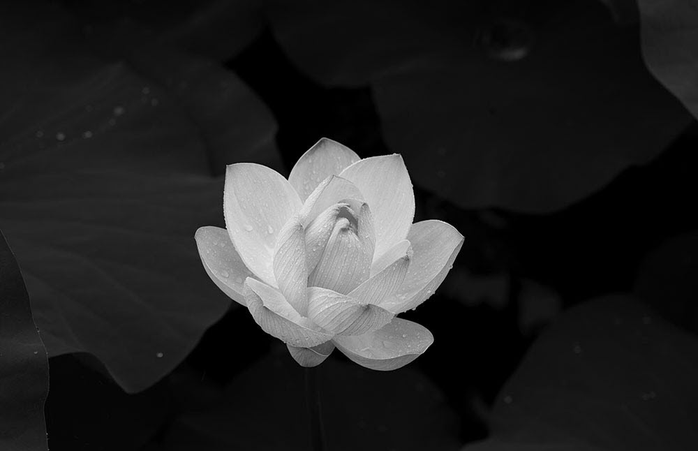 Ảnh hoa Sen trắng nền đen buồn đẹp
