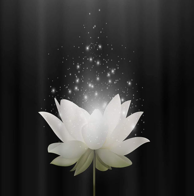 Hình hình họa hoa Sen White nền đen thui rất đẹp nhất