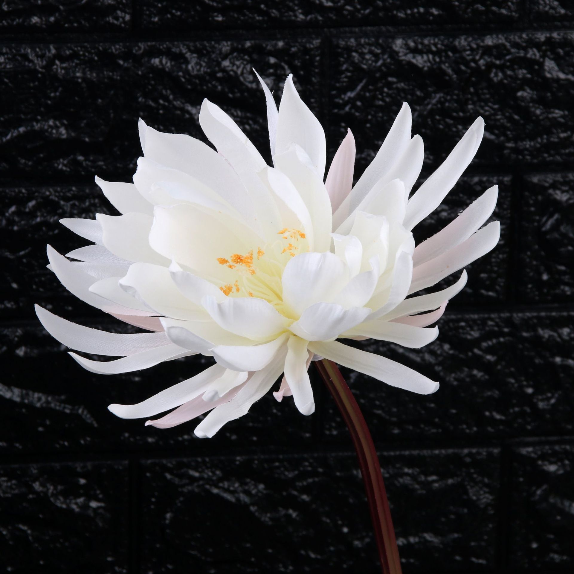 Ảnh hoa Sen white nền tối cực kỳ đẹp