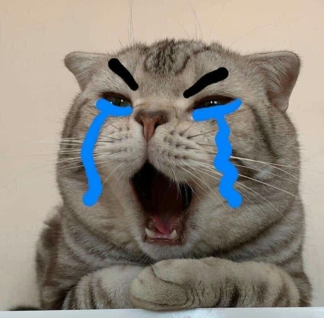 Hình ảnh mèo khóc cute, đáng yêu