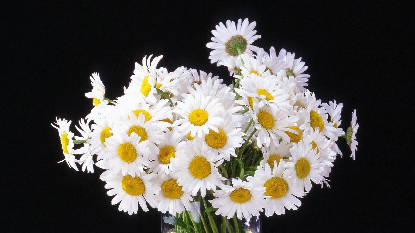 Hình ảnh hoa cúc trắng đen