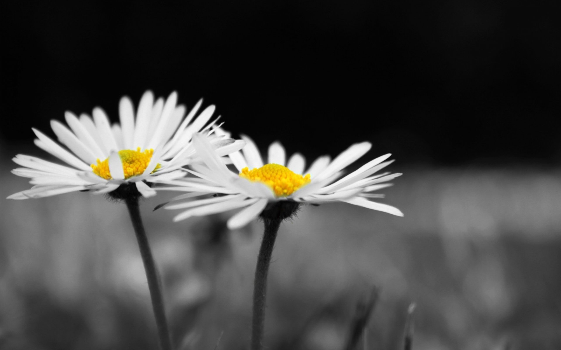 Hình ảnh hoa cúc trắng đen
