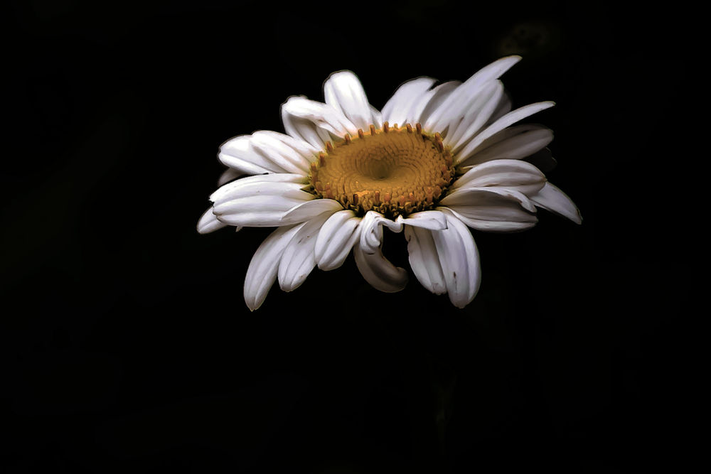 Hình ảnh hoa cúc trắng nền đen chân thực đẹp nhất