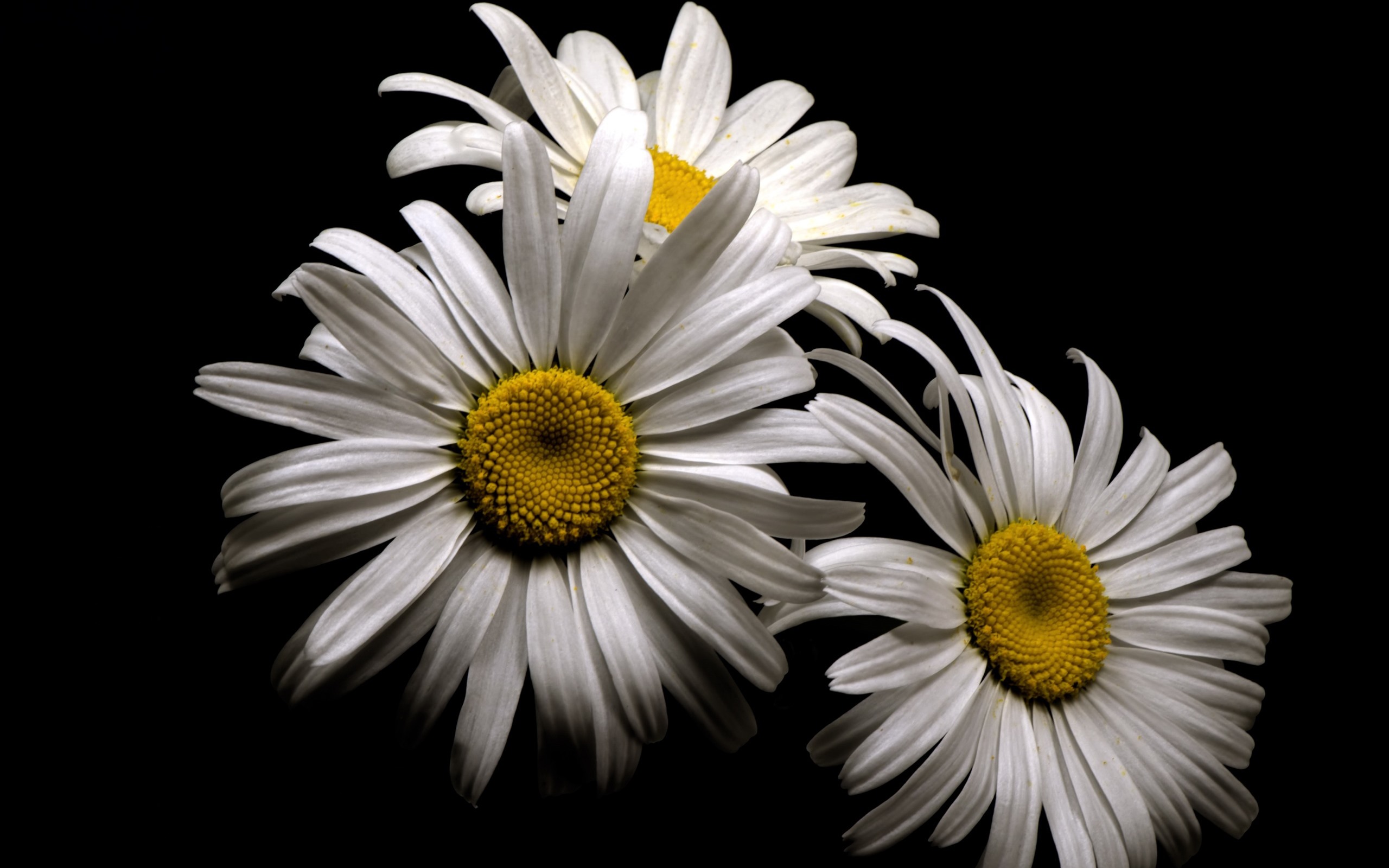 Hình ảnh hoa cúc trắng nền đen chất lượng cao