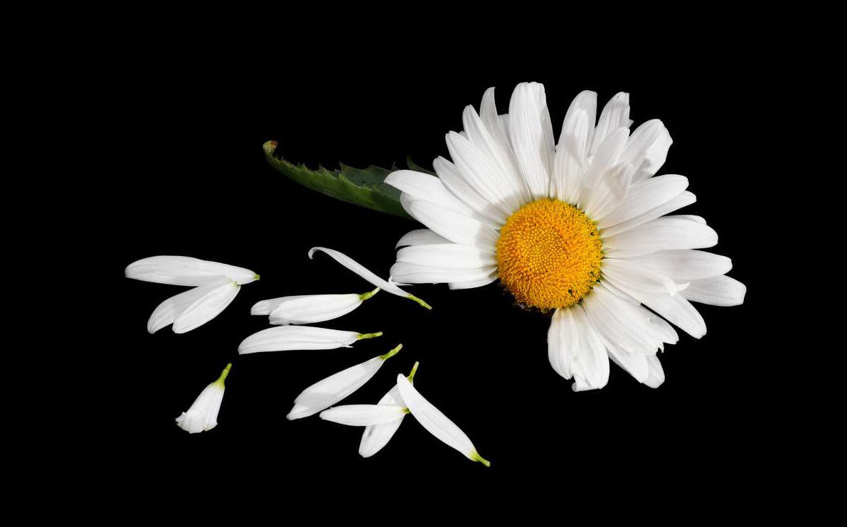 Hình ảnh hoa cúc trắng nền đen chất nhất
