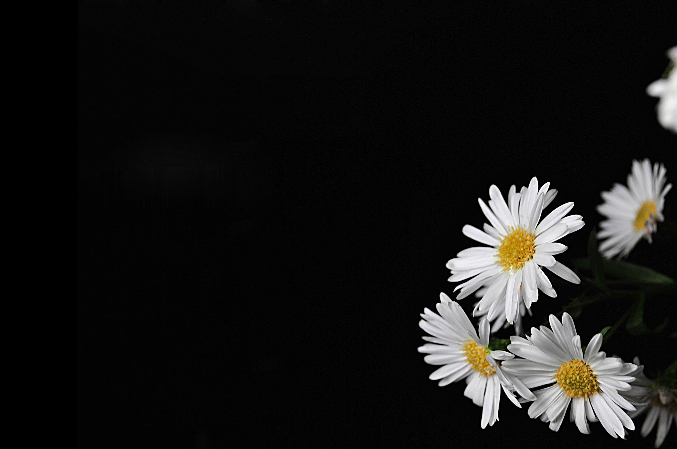 Hình ảnh hoa cúc trắng nền đen đẹp tuyệt vời