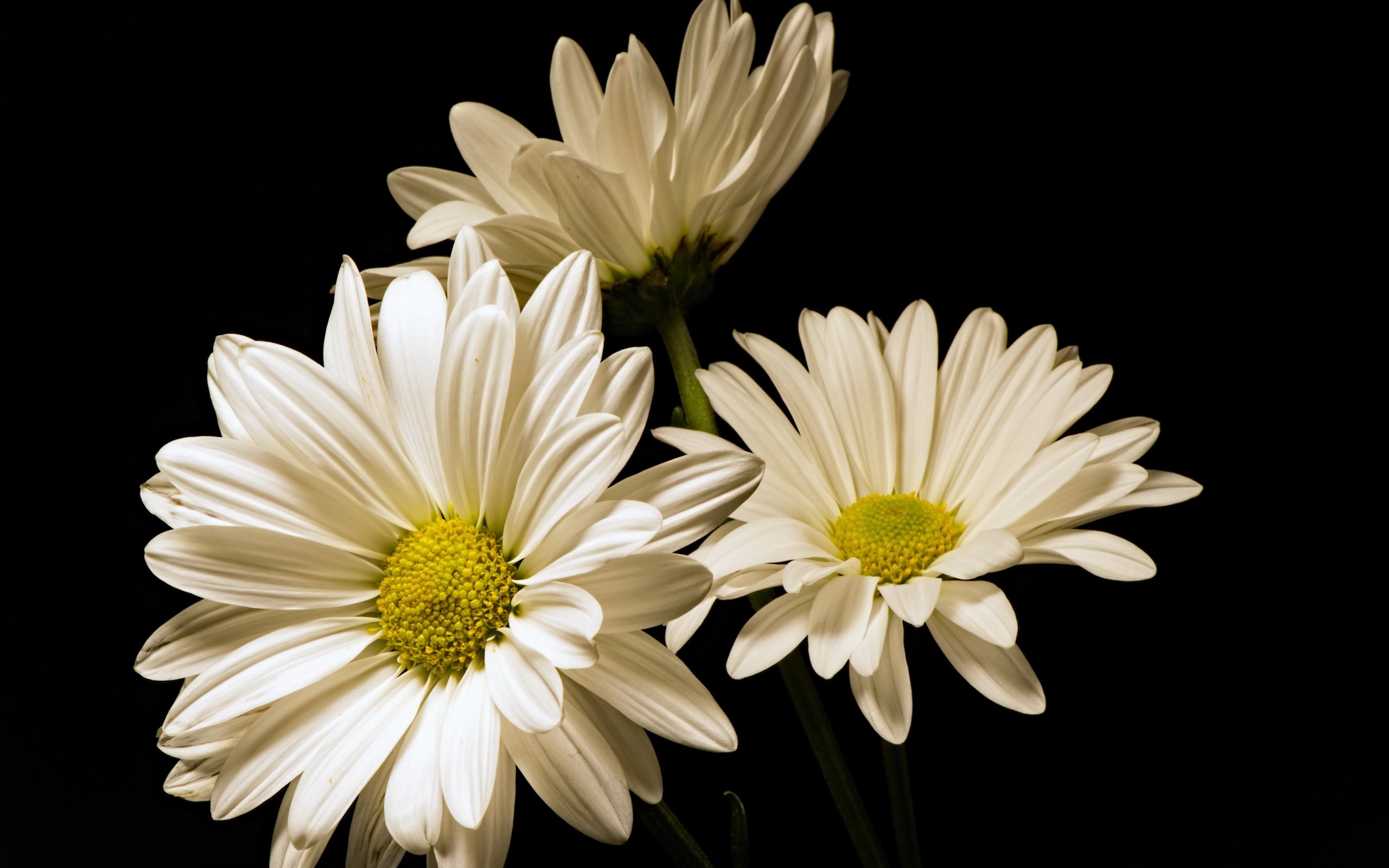 Hình ảnh hoa cúc trắng nền đen đẹp tuyệt