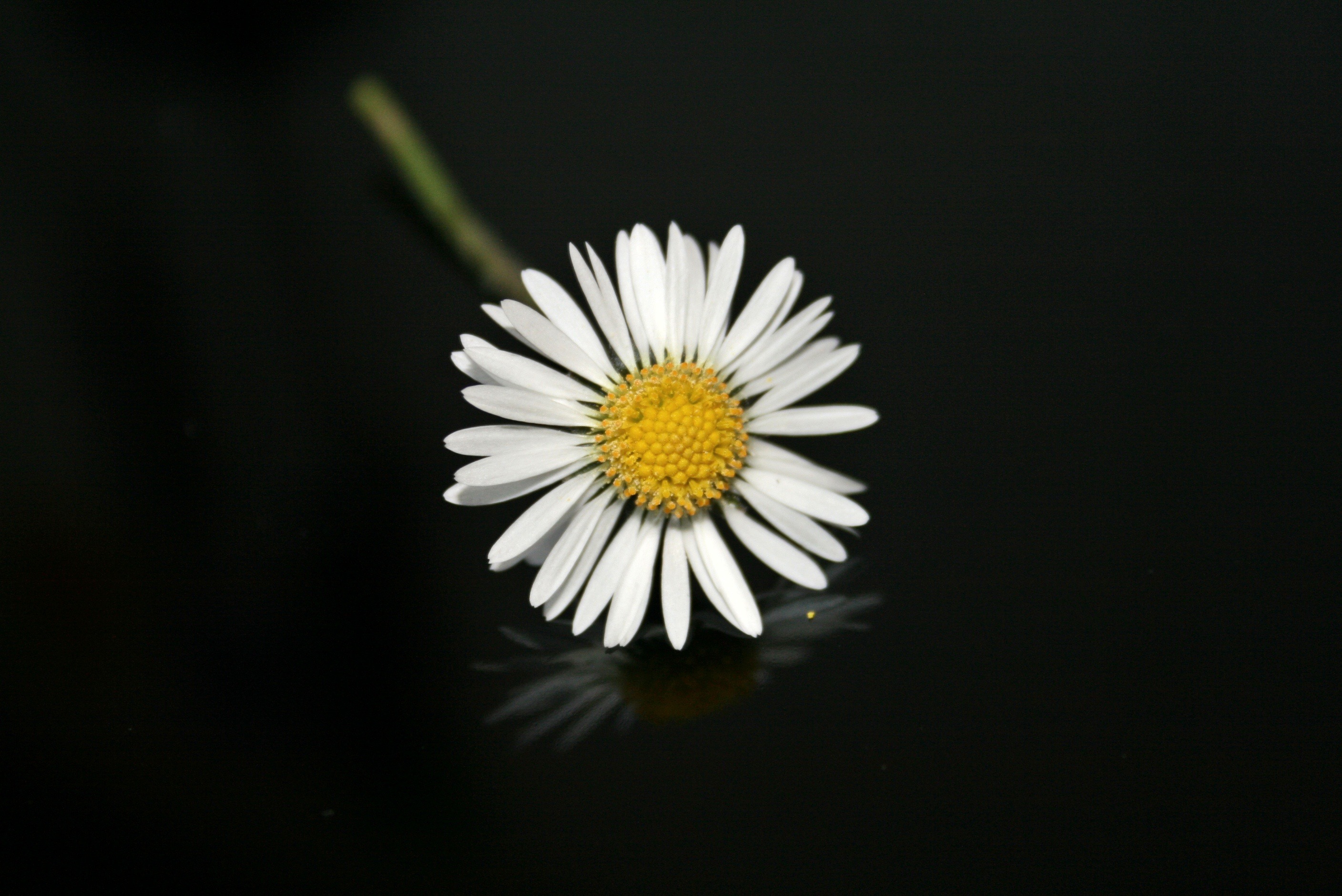 Hình ảnh hoa cúc trắng nền đen đẹp