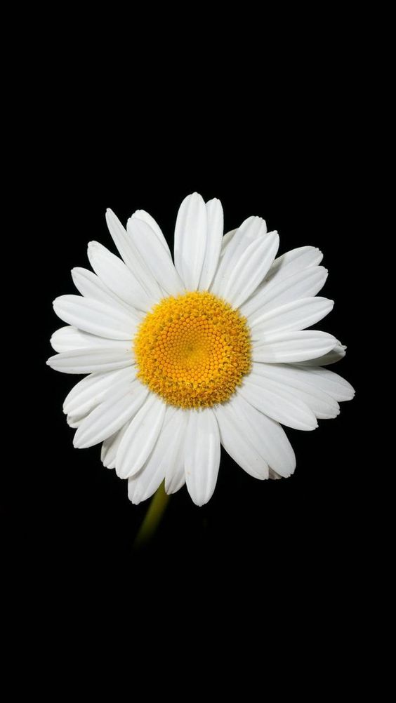 Hình ảnh hoa cúc trắng nền đen đơn giản đẹp nhất