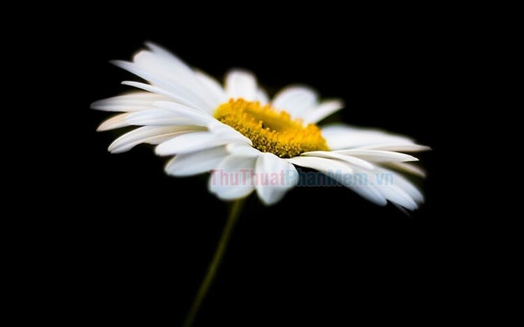 Top 100 Hình nền hoa cúc trắng họa mi vàng trắng nền đen đẹp nhất độc  nhất chất nhất hiện nay 2021 51  Hoa cúc Hình nền Hình nền hoa