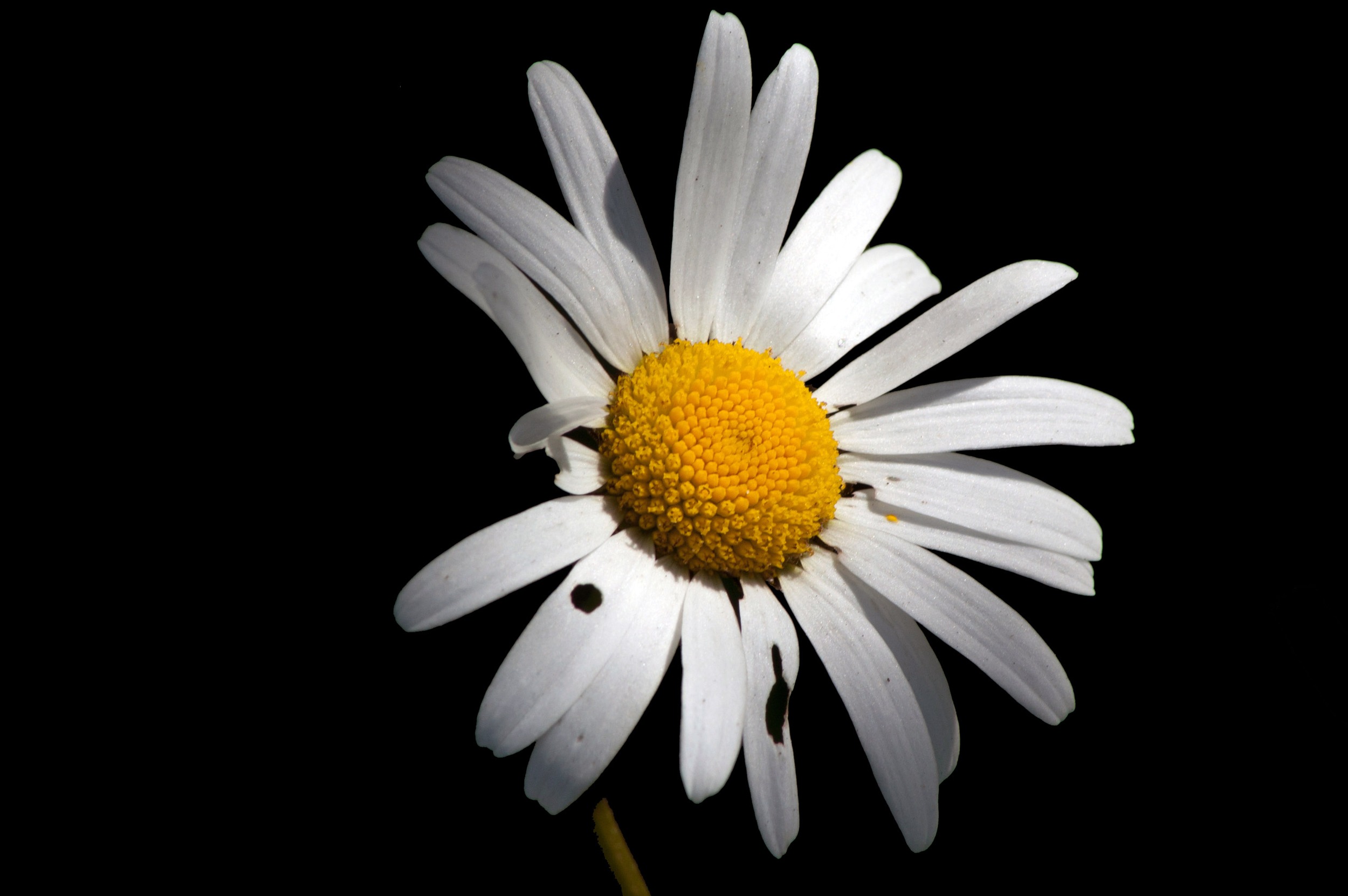Hình ảnh hoa cúc trắng nền đen